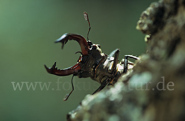 Hirschkäfer (Lucanus cervus)