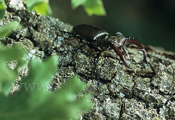 Hirschkäfer (Lucanus cervus)