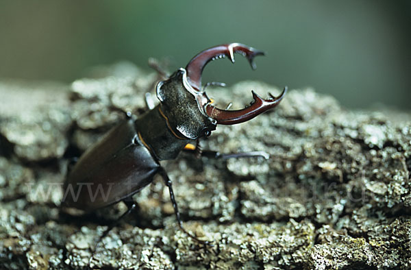 Hirschkäfer (Lucanus cervus)