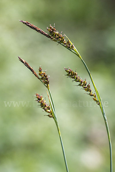 Hirse-Segge (Carex panicea)