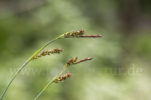 Hirse-Segge (Carex panicea)