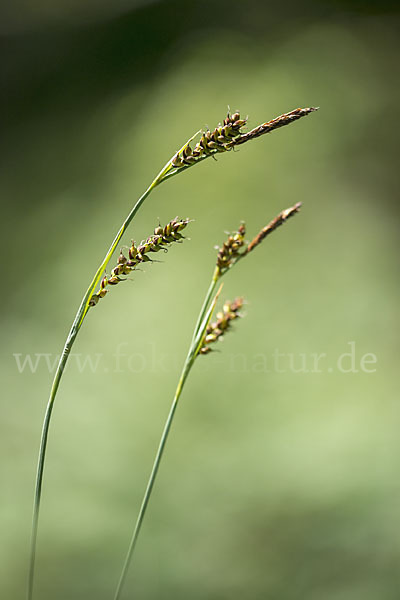 Hirse-Segge (Carex panicea)