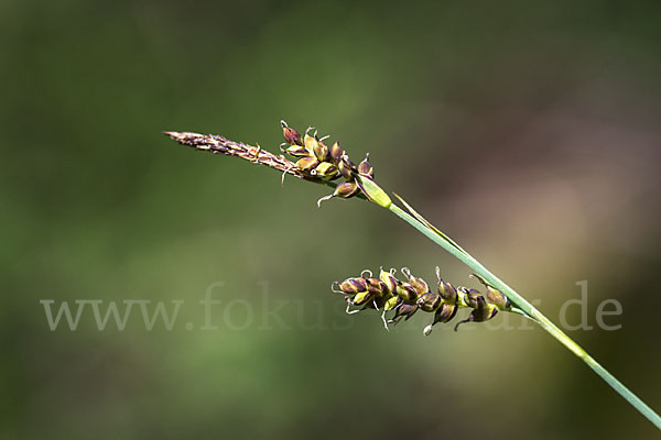 Hirse-Segge (Carex panicea)