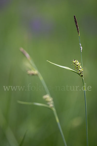 Hirse-Segge (Carex panicea)