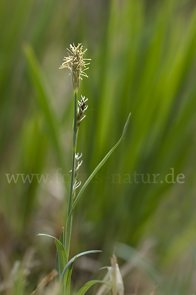 Hirse-Segge (Carex panicea)