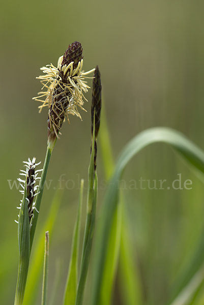 Hirse-Segge (Carex panicea)