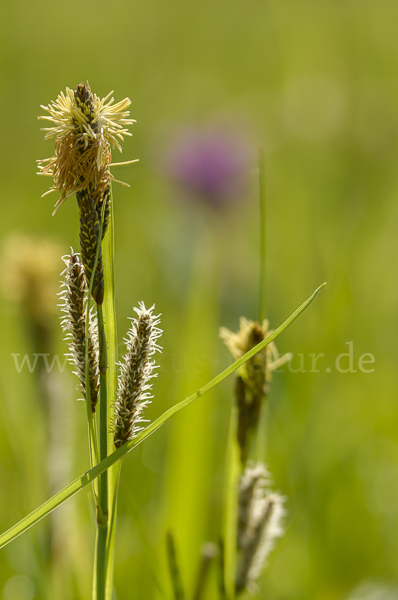 Hirse-Segge (Carex panicea)