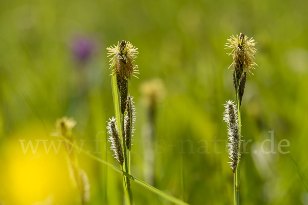 Hirse-Segge (Carex panicea)