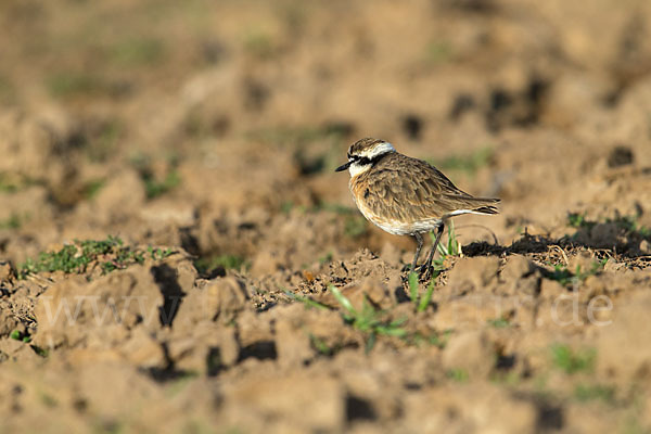 Hirtenregenpfeifer (Charadrius pecuarius)