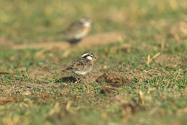 Hirtenregenpfeifer (Charadrius pecuarius)