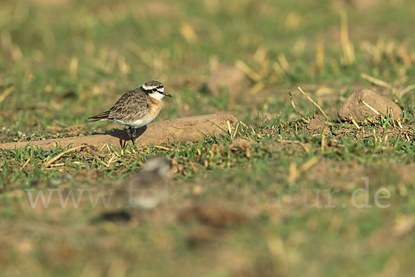 Hirtenregenpfeifer (Charadrius pecuarius)