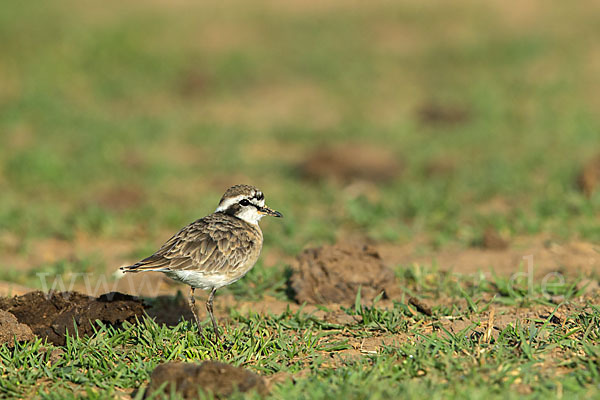 Hirtenregenpfeifer (Charadrius pecuarius)