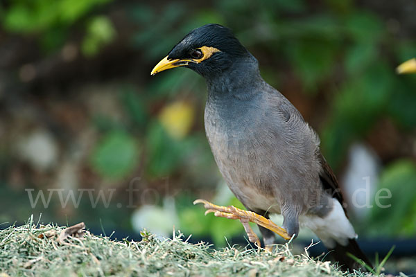 Hirtenstar (Acridotheres tristis)