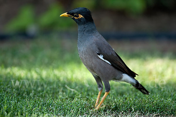 Hirtenstar (Acridotheres tristis)