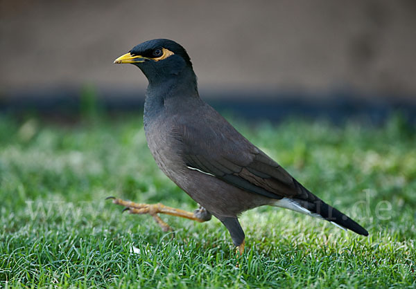 Hirtenstar (Acridotheres tristis)