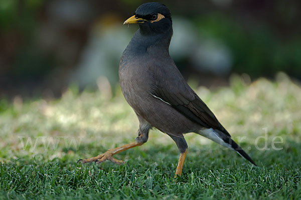 Hirtenstar (Acridotheres tristis)