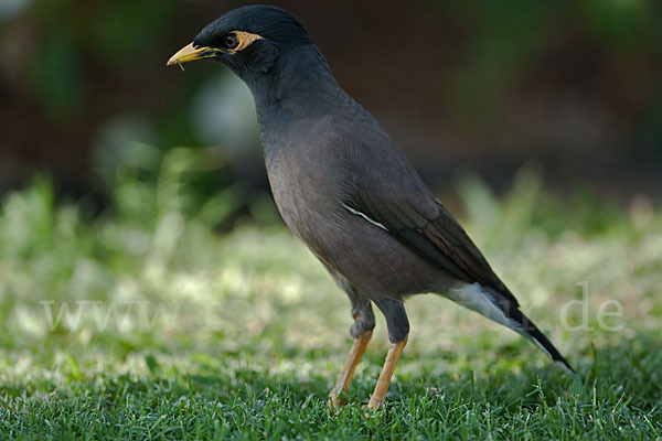 Hirtenstar (Acridotheres tristis)