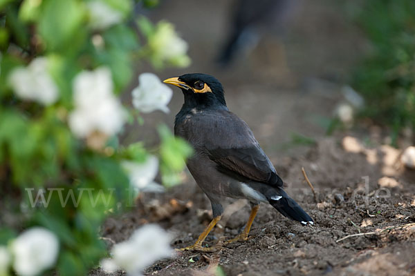 Hirtenstar (Acridotheres tristis)