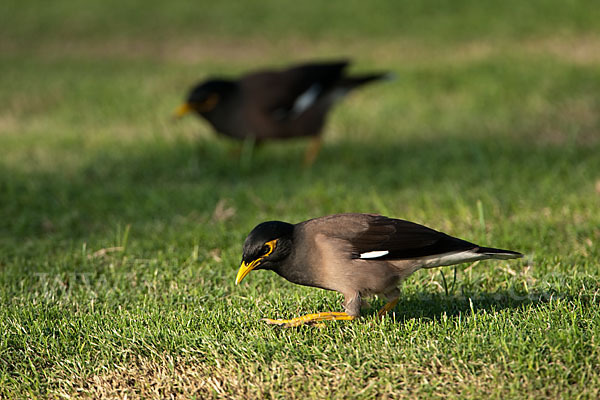 Hirtenstar (Acridotheres tristis)