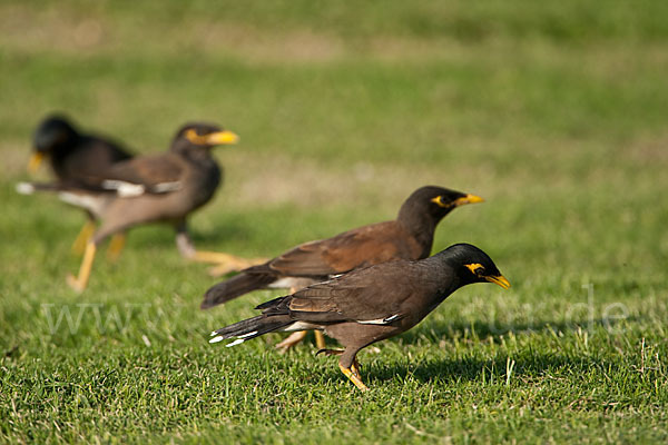 Hirtenstar (Acridotheres tristis)