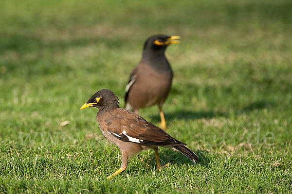 Hirtenstar (Acridotheres tristis)