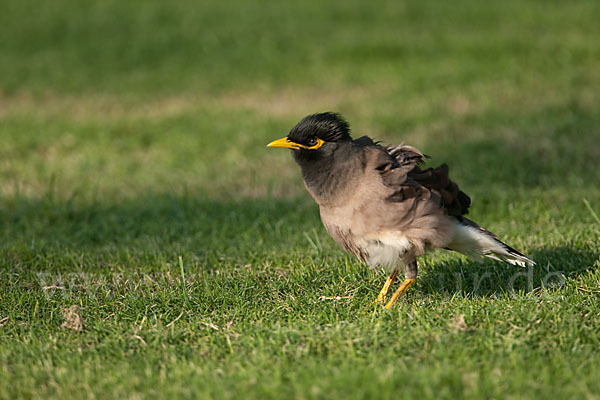 Hirtenstar (Acridotheres tristis)