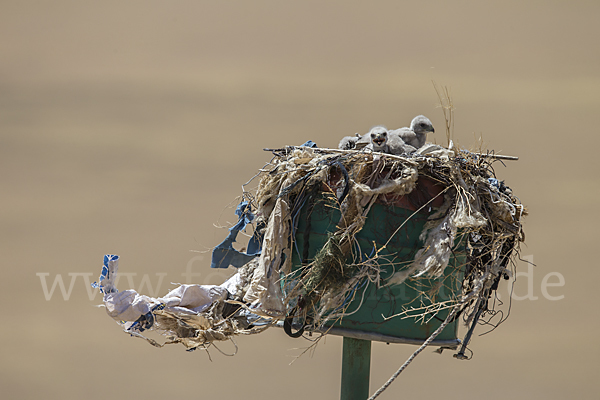 Hochlandbussard (Buteo hemilasius)