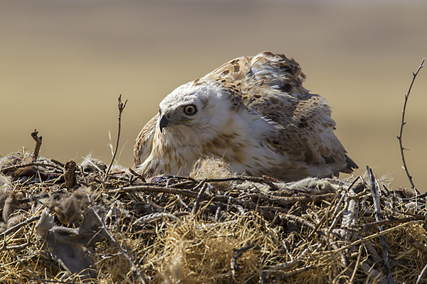 Hochlandbussard (Buteo hemilasius)