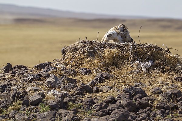 Hochlandbussard (Buteo hemilasius)