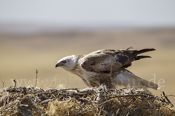 Hochlandbussard (Buteo hemilasius)