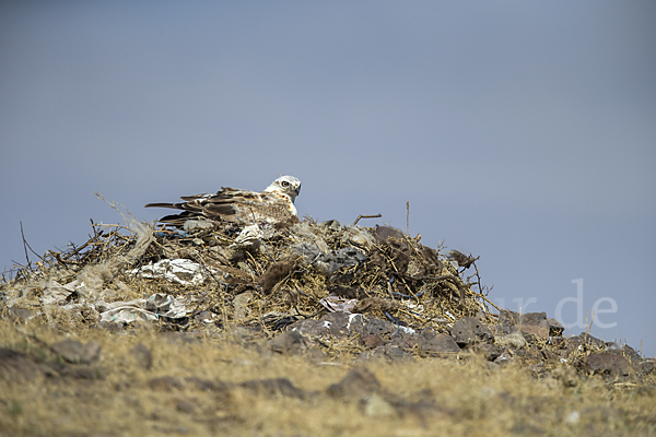 Hochlandbussard (Buteo hemilasius)