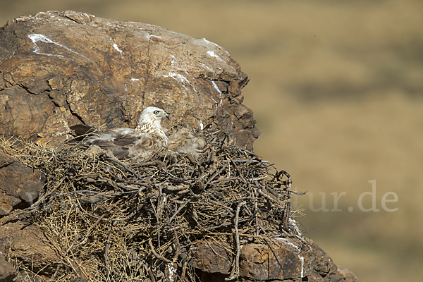 Hochlandbussard (Buteo hemilasius)