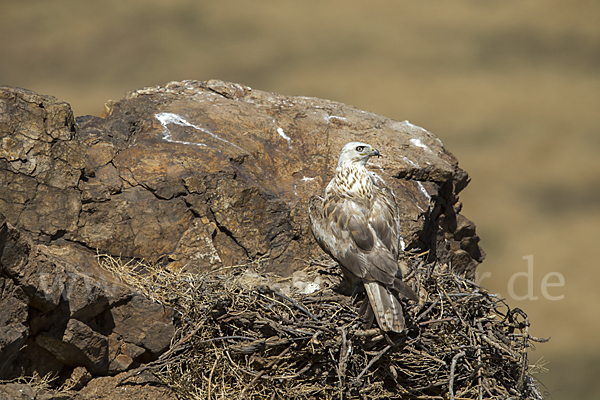 Hochlandbussard (Buteo hemilasius)