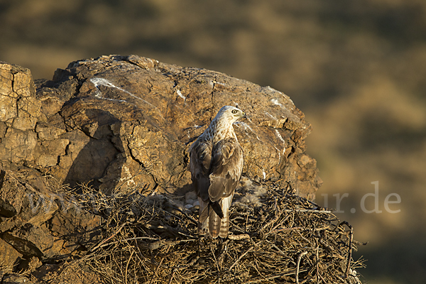 Hochlandbussard (Buteo hemilasius)