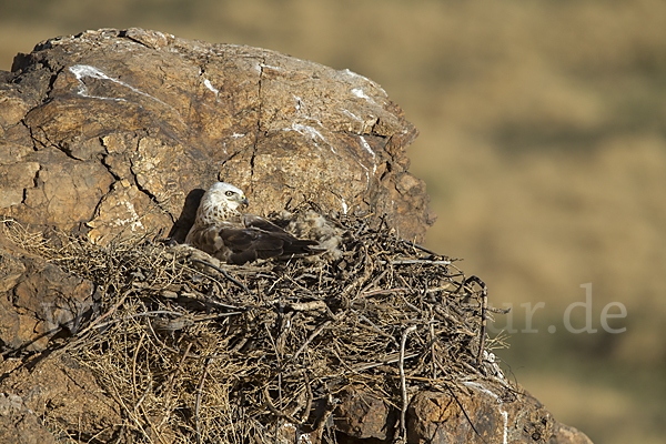 Hochlandbussard (Buteo hemilasius)