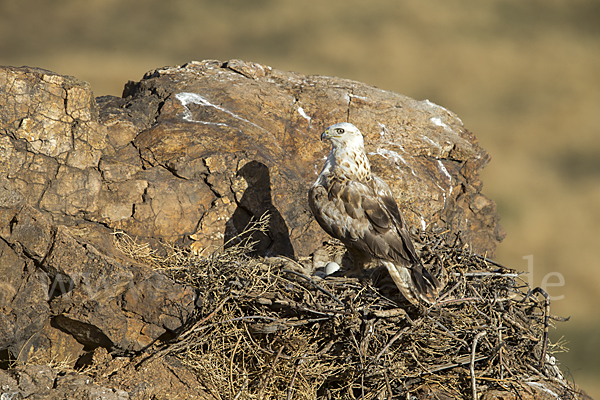 Hochlandbussard (Buteo hemilasius)