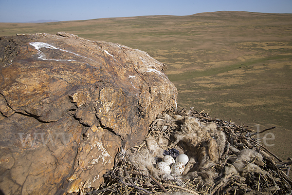 Hochlandbussard (Buteo hemilasius)