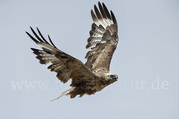 Hochlandbussard (Buteo hemilasius)