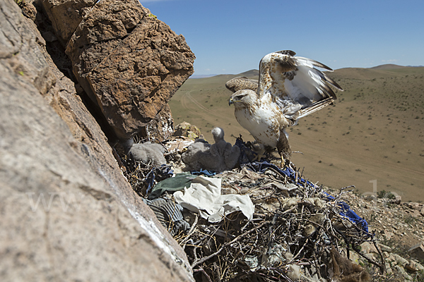 Hochlandbussard (Buteo hemilasius)