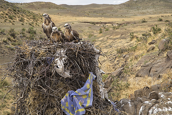 Hochlandbussard (Buteo hemilasius)