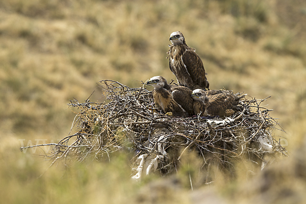 Hochlandbussard (Buteo hemilasius)