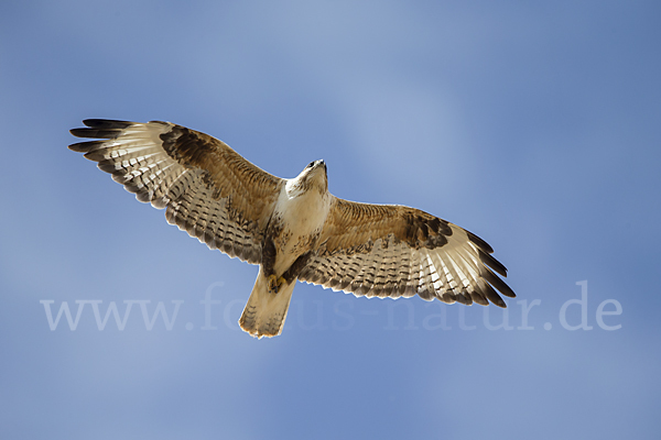 Hochlandbussard (Buteo hemilasius)