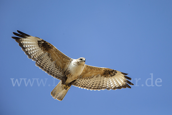 Hochlandbussard (Buteo hemilasius)