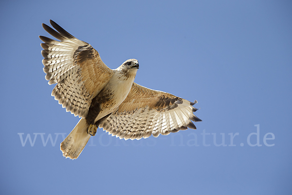 Hochlandbussard (Buteo hemilasius)