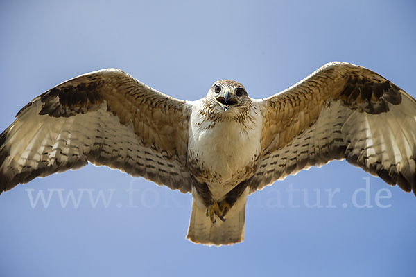 Hochlandbussard (Buteo hemilasius)