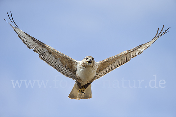 Hochlandbussard (Buteo hemilasius)