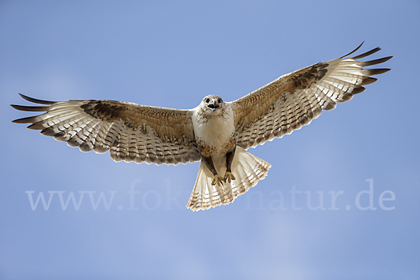 Hochlandbussard (Buteo hemilasius)