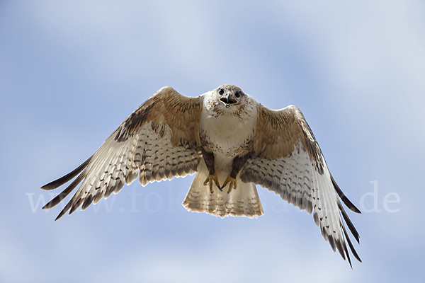 Hochlandbussard (Buteo hemilasius)