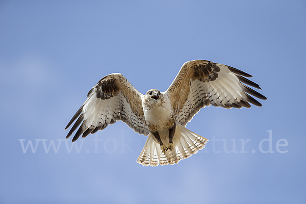 Hochlandbussard (Buteo hemilasius)