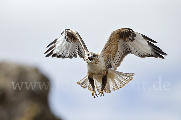 Hochlandbussard (Buteo hemilasius)